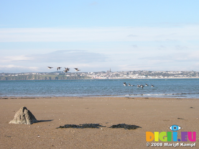 JT00040 White bellied geese flying over Rinnashark Harbour beach (Tramore)